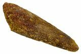 Bargain, Fossil Spinosaurus Tooth - Real Dinosaur Tooth #346919-1